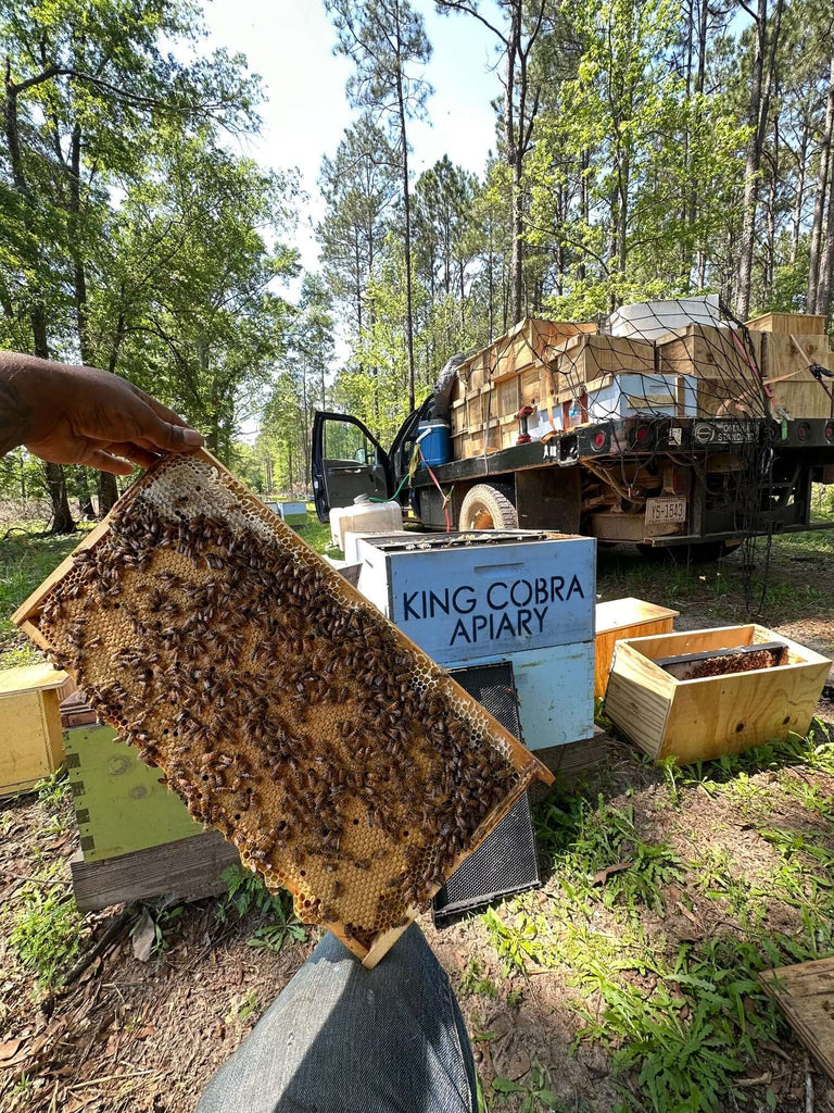 NC Nucs for sale - North Carolina Honey Bees for Sale - Nucs for sale - North Carolina Nucs for sale - Apiary near me - Bees for sale - NC bees for sale - Honey bees for sale