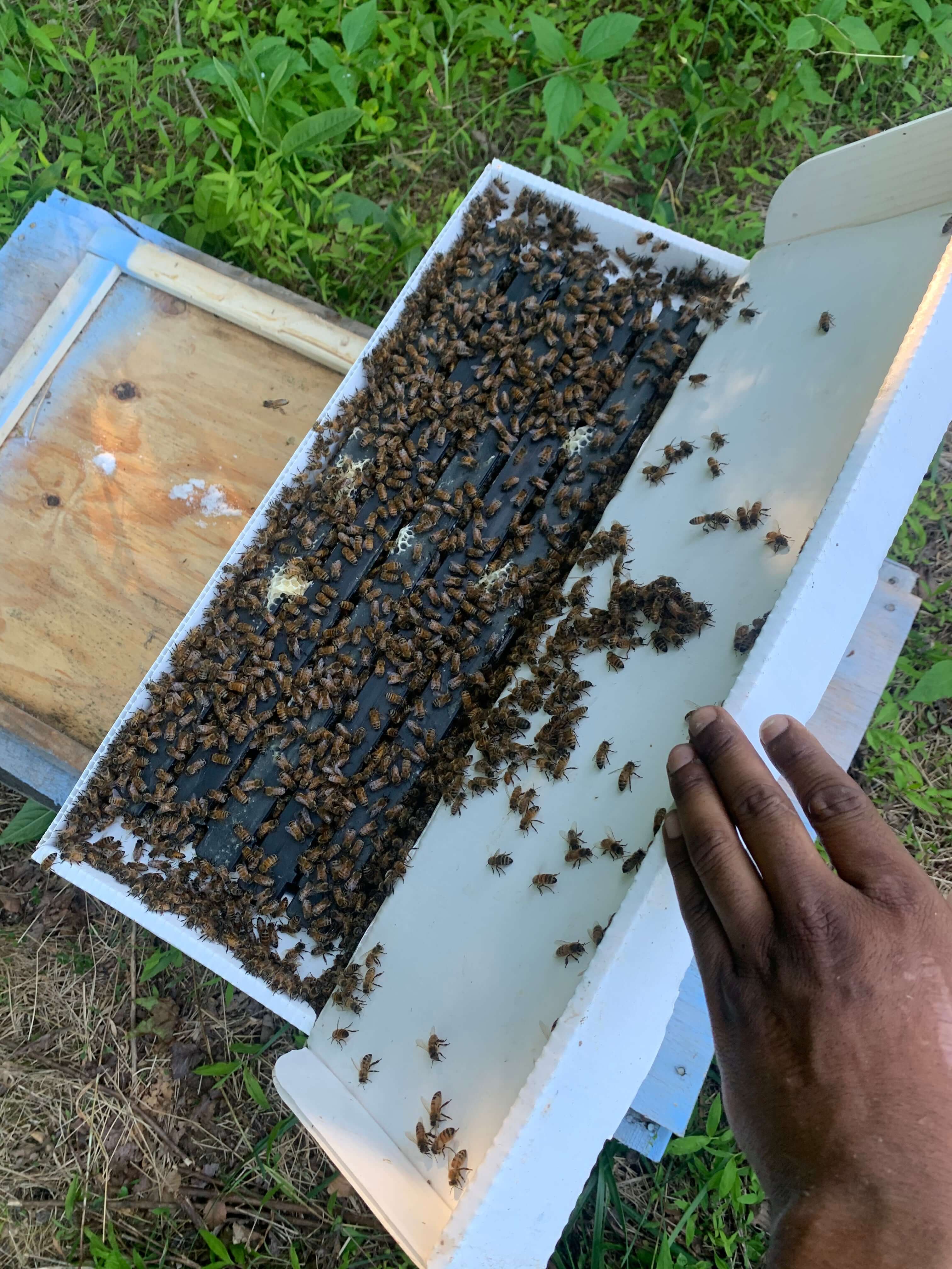 2024 North Carolina Honey Bee Nucs For Sale - Five Frame