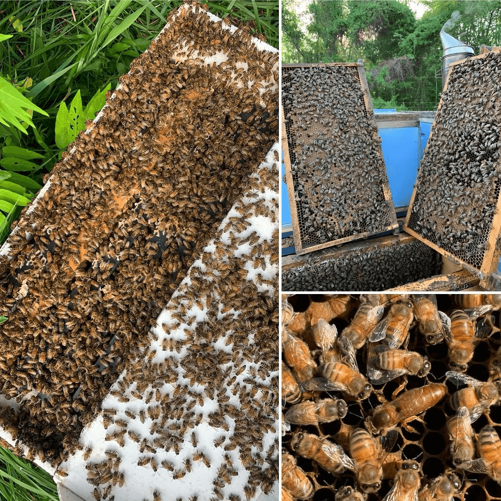 2024 North Carolina Honey Bee Nucs For Sale - Five Frame