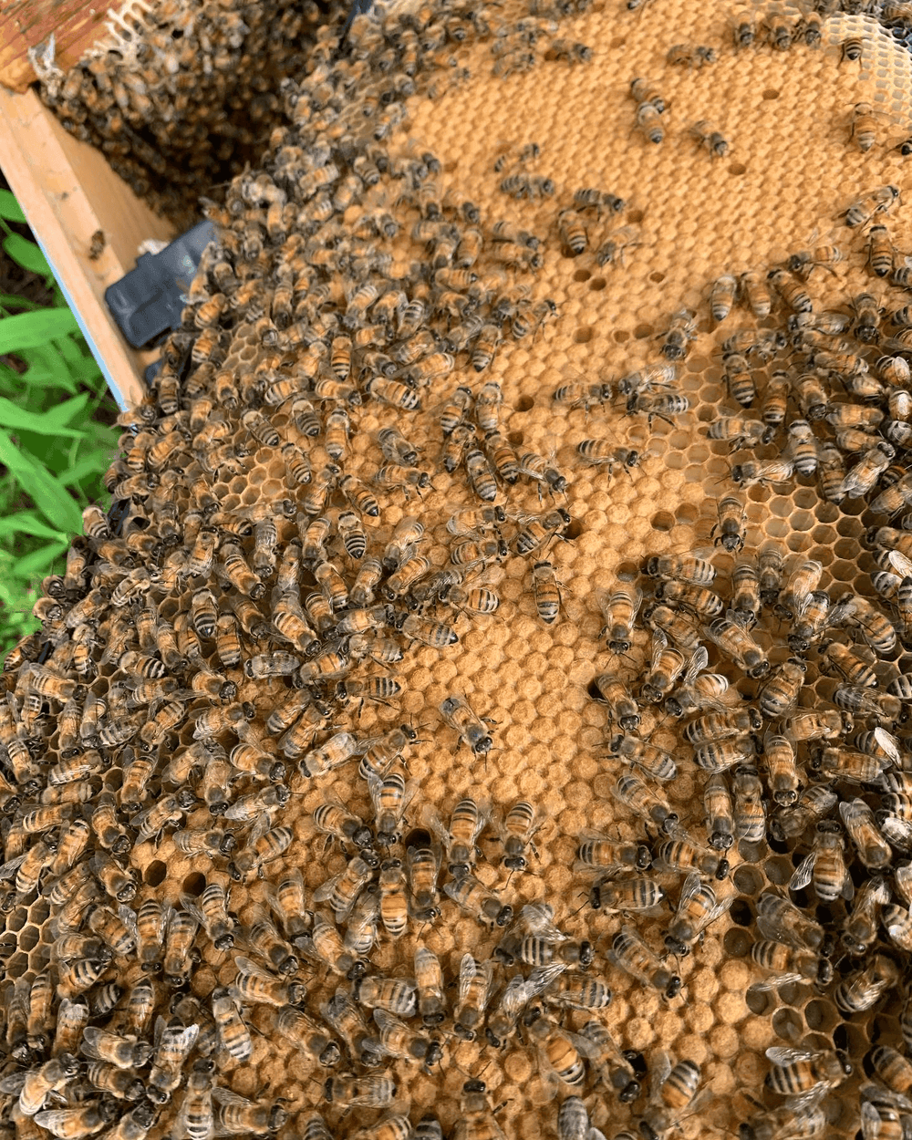 2024 North Carolina Honey Bee Nucs For Sale Five Frame
